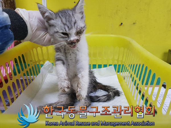 한국동물구조관리협회_441398202300442